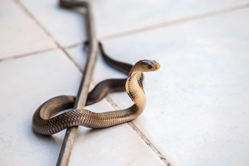 A snake in the locker room seals victory for Spurs